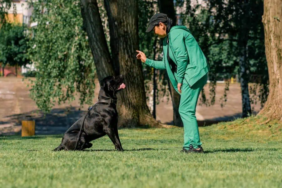 Prevent Dog Aggression Four Tips from a Chandler Dog Trainer
